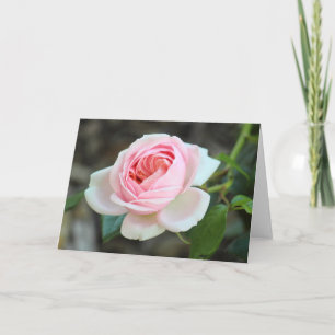 Rose "Joie de Vivre", Roath Park, Cardiff Karte