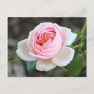 Rose "Joie de Vivre", Roath Park, Cardiff Postkarte