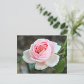 Rose "Joie de Vivre", Roath Park, Cardiff Postkarte (Stehend Vorderseite)