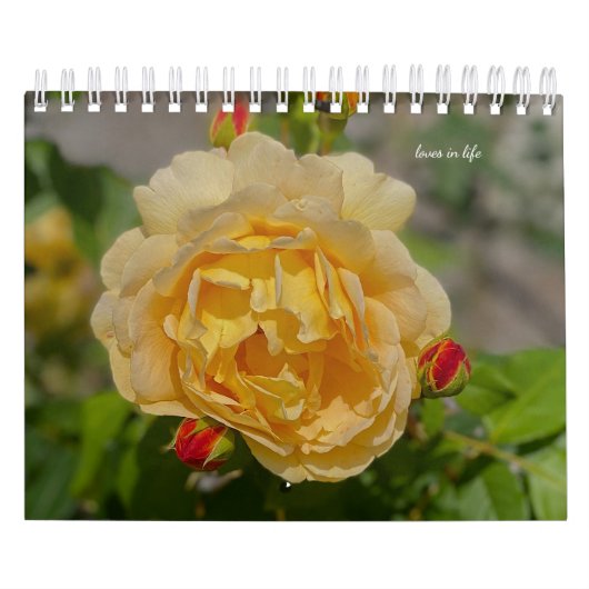 Rose Kalender (Titelbild)
