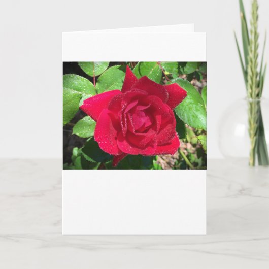 Rose, Karte (Vorderseite)