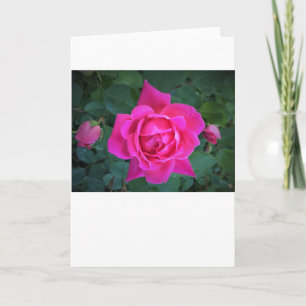 Rose, Karte
