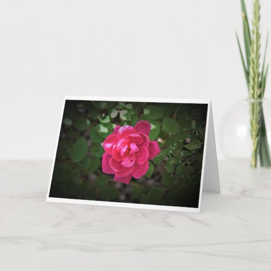 Rose, Karte (Vorderseite)