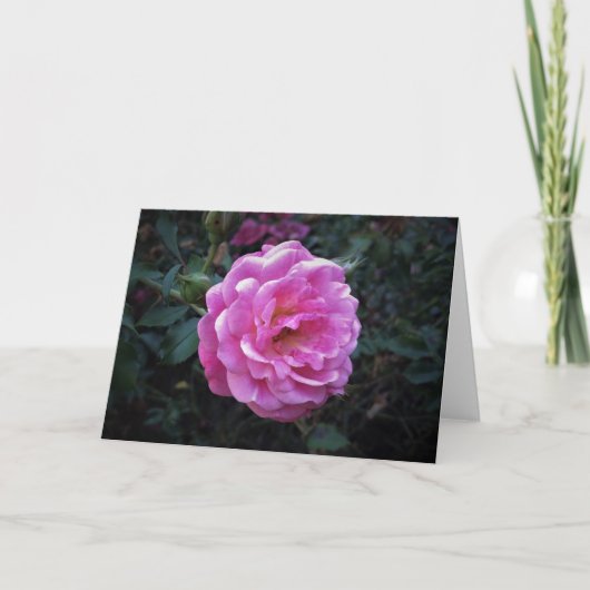 Rose, Karte (Vorderseite)