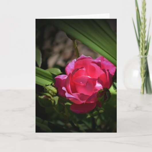 Rose, Karte (Vorderseite)