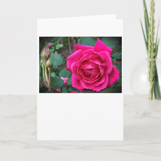 Rose, Karte (Vorderseite)