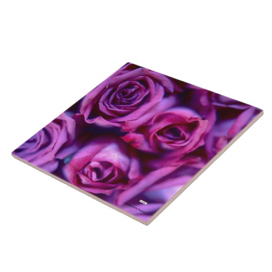 Rose Keramik Fliese (Seite)