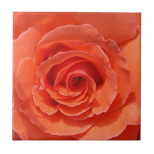 Rose Keramik Foto Fliese