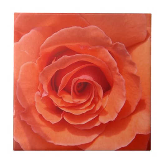 Rose Keramik Foto Fliese (Vorderseite)