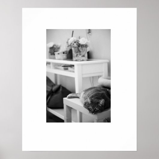 Rose Kitty Poster (Vorne)