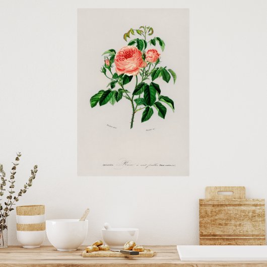 Rose Kohl (Rosa Centifilia) Poster (Küche)