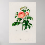 Rose Kohl (Rosa Centifilia) Poster (Vorne)
