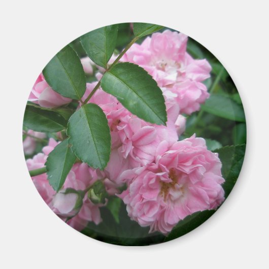 Rose-Koordination Magnet (Vorne)