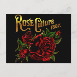 Rose Kultur 1887 Postkarte
