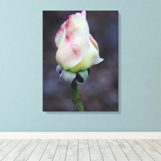 Rose Leinwand Wrap (Insitu (Holzboden))
