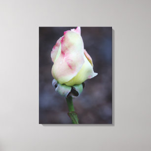 Rose Leinwand Wrap