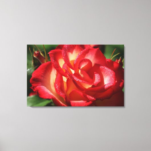 Rose Leinwand Wrap (Vorderseite)