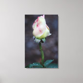 Rose Leinwand Wrap (Vorderseite)