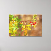 Rose Leinwanddruck (Vorderseite)