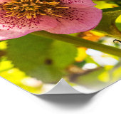 Rose Lenten. Helleborus. Du wirst geliebt! Poster (Ecke)