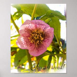 Rose Lenten. Helleborus. Du wirst geliebt! Poster