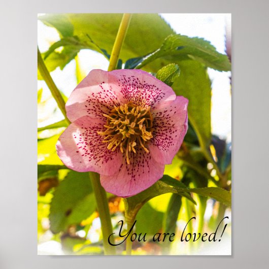 Rose Lenten. Helleborus. Du wirst geliebt! Poster (Vorne)