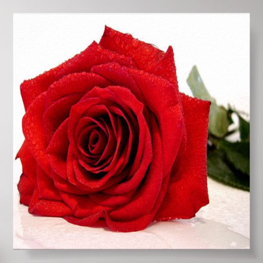 Rose Liebe Canvas Poster (Vorne)