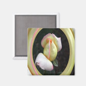 Rose Liebe.... Magnet (Vorderseite/Rückseite)