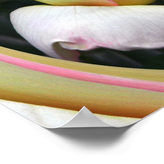 Rose Liebe.... Poster (Ecke)