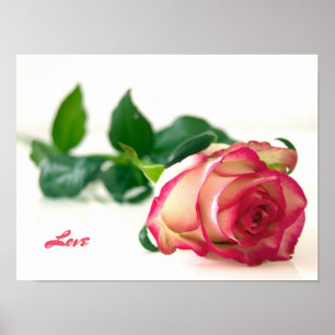 Rose (Liebe) Werteplakatpapier (Matte) Poster