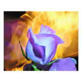 rose light of flames fotodruck (Vorne)