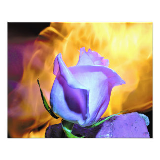 rose light of flames fotodruck
