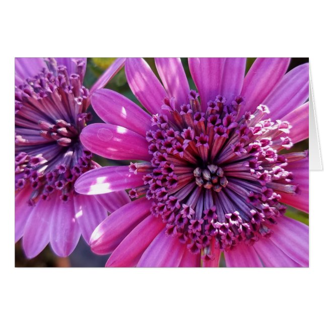 Rose Lila African Daisies Nah-Up Foto (Vorderseite (Horizontal))
