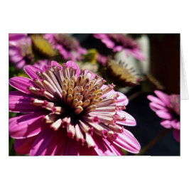 Rose Lila Afrikanisches Daisy-Nah-Up-Foto