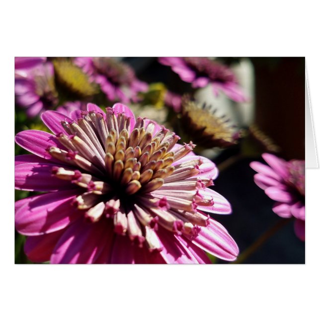 Rose Lila Afrikanisches Daisy-Nah-Up-Foto (Vorderseite (Horizontal))