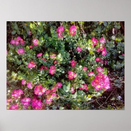 Rose Love Poster (Vorne)