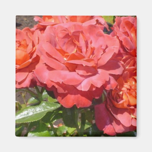 Rose Magnet (Vorne)