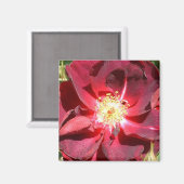 Rose Magnet (Vorderseite/Rückseite)