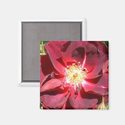 Rose Magnet (Vorderseite/Rückseite)