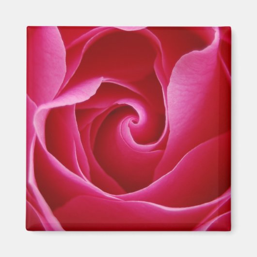 Rose Magnet (Vorne)
