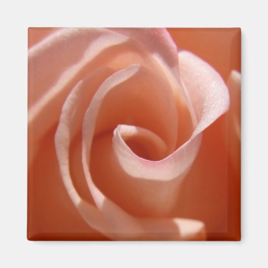 Rose Magnet (Vorne)