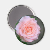 Rose Magnet (Vorderseite/Rückseite)