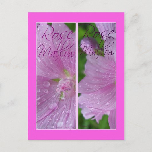 ROSE MALLOW LESEZEICHEN POSTKARTE (Vorderseite)