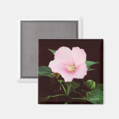 Rose Mallow Magnet (Vorderseite/Rückseite)