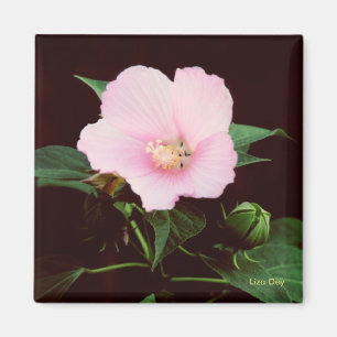 Rose Mallow Magnet