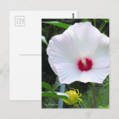 Rose Mallow [Postcard] Postkarte (Vorne/Hinten)
