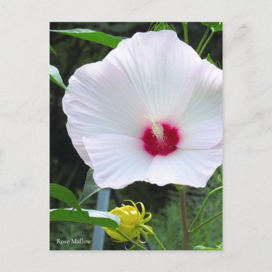 Rose Mallow [Postcard] Postkarte (Vorderseite)