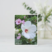 Rose Mallow Postkarte (Stehend Vorderseite)