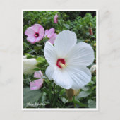Rose Mallow Postkarte (Vorderseite)
