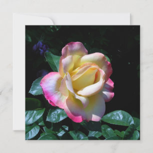 Rose Midsommer Garden Karte